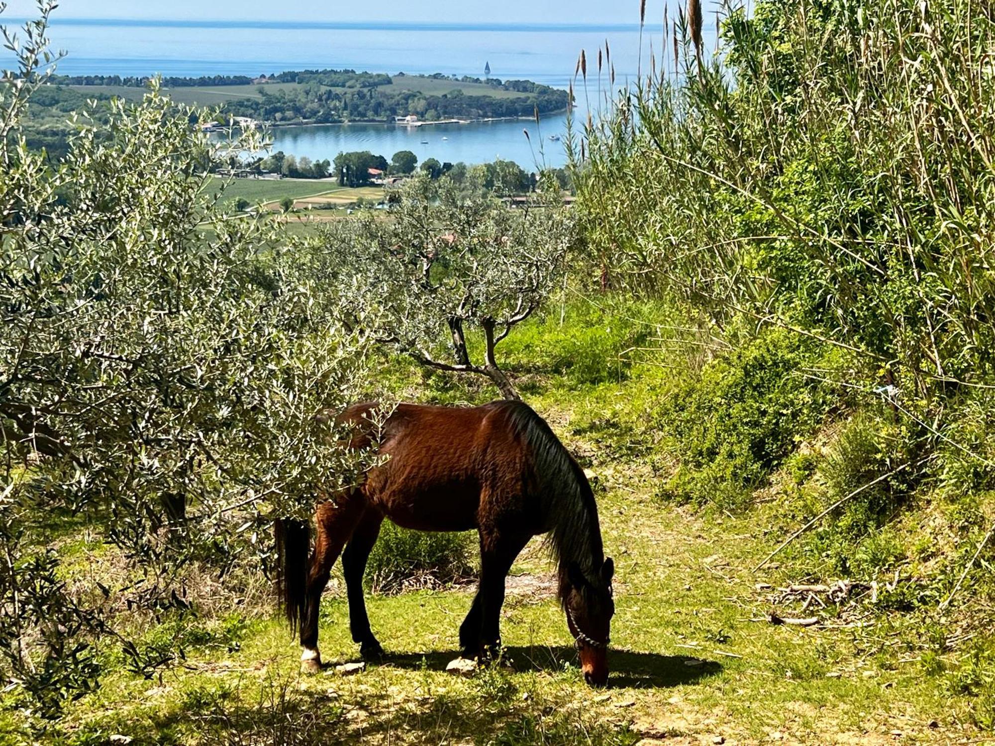 Na Kmetiji S Konji - Pogelsek